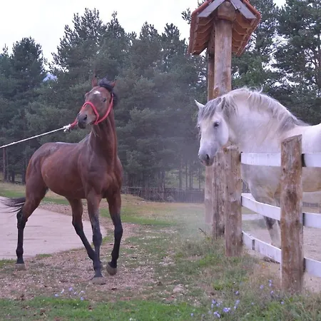 Borovi Forest & Hotel 4*