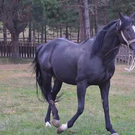 Hotel Borovi Forest & Sjenica