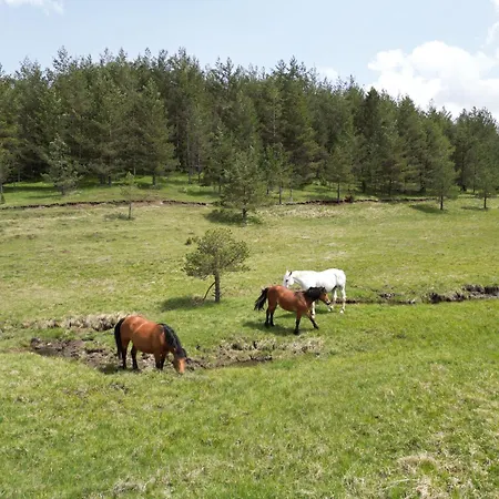 Hotel Borovi Forest & 4*